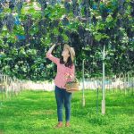 Taman Buah Mekarsari: Jam Buka, Harga Tiket, dan Wahananya