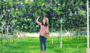 Taman Buah Mekarsari: Jam Buka, Harga Tiket, dan Wahananya