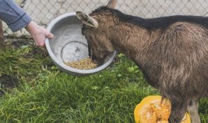 Harga Tiket Nicole’s River Park, Jam Buka dan Wahananya