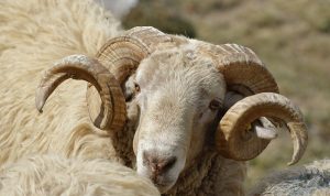 5 Keutamaan Berkurban Idul Adha, Umat Muslim Wajib Tahu!