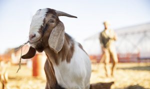 Wajib Tahu, Ini 5 Tata Cara Qurban Sesuai Syariat Islam