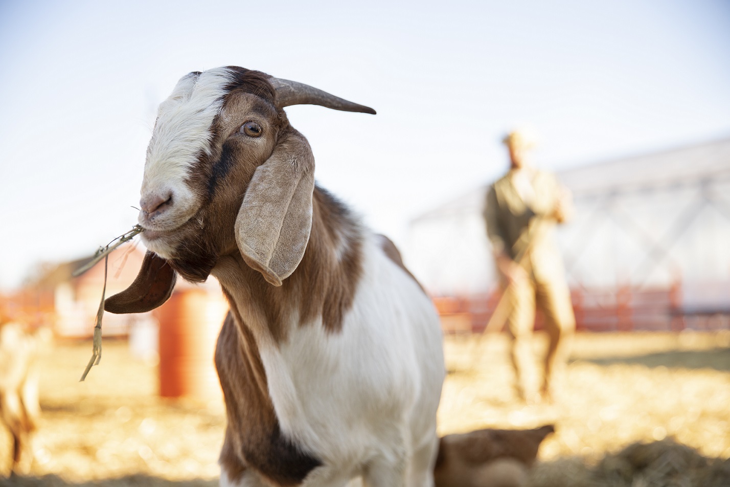 tata cara qurban