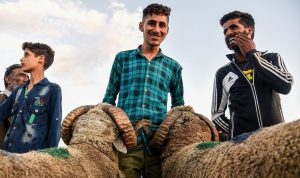 Jangan Sampai Salah, Begini Tips Memilih Hewan Kurban