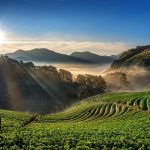 Wisata Bukit Jamur Ciwidey: Tiket Masuk, Jam Buka & Pesonanya