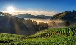 Wisata Bukit Jamur Ciwidey: Tiket Masuk, Jam Buka & Pesonanya