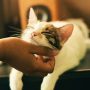 cat cafe di Jakarta