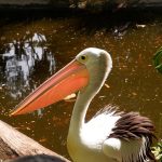Harga Tiket Jakarta Bird Land, Jam Buka, dan Berbagai Areanya