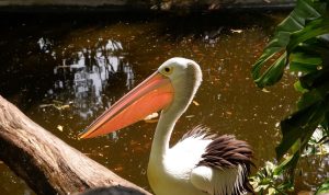 Harga Tiket Jakarta Bird Land, Jam Buka, dan Berbagai Areanya