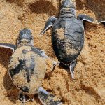 Tiket Masuk Pantai Sukamade, Jam Buka, dan Daya Tariknya
