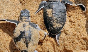 Tiket Masuk Pantai Sukamade, Jam Buka, dan Daya Tariknya
