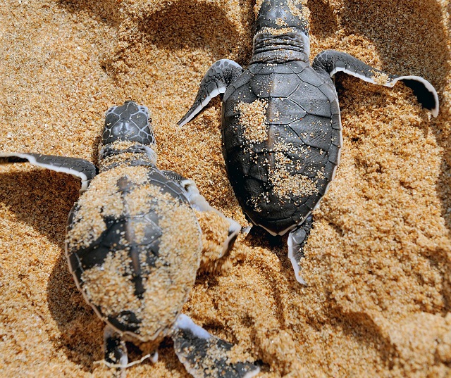 tiket masuk Pantai Sukamade
