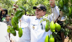 Lewat RHL, Gubernur Arinal Panen Alpukat Siger di Lampung Timur