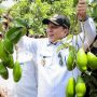 Gubernur Lampung Arinal Djunaidi melakukan Panen Alpukat Siger saat melakukan kunjungan kerja di Desa Giri Mulyo, Kecamatan Marga Sekampung, Kabupaten Lampung Timur || Foto: Adpim Pemprov Lampung