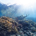 Jam Buka Taman Nasional Bunaken, Tarif Masuk, dan Pesonanya