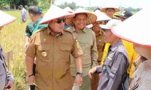 Gubernur Arinal Djunaidi Lakukan Panen Raya Padi di Kabupaten Lampung Tengah