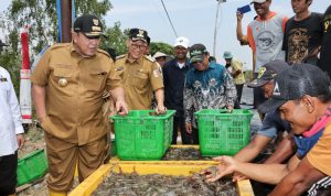 Panen Udang Di Tulang Bawang, Gubernur Arinal Dorong Pertambakan Udang di Lampung Bangkit dan Berjaya Kembali