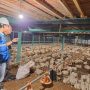 Usaha pembibitan ayam di Muara Enim, Sumatera Selatan jadi salah satu pelanggan program Electrifying Agriculture yang digagas PLN || Foto: PLN
