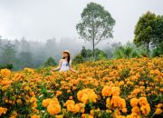 Gemitir Garden, Taman Bunga Marigold di Bali yang lagi Viral