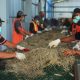 PLN melibatkan masyarakat sekitar Tempat Pembuangan Sampah Akhir (TPSA) Bagendung, Cilegon, Banten, untuk melakukan pemilahan sampah sebelum diproses menjadi Bahan Bakar Jumputan Padat untuk subtitusi batu bara atau co-firing di PLTU yang berlokasi di Provinsi Banten || Foto: Istimewa