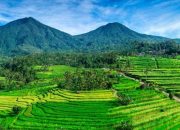 Jatiluwih Rice Terraces, Ternyata Semempesona Itu Lanskap Persawahan Bali Ini, Harga Tiketnya Cuma Segini!