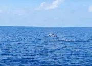 Pantai Lovina, Serunya Lihat Atraksi Lumba – Lumba di Tengah Laut