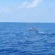 Pantai Lovina (Photo Youtube Bau amis spearfishing) 5W1HINDONESIA.ID