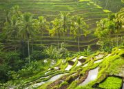 Tegalalang Rice Terraces, Kamu Bisa Lakukan 7 Hal Ini, Lho! No. 2 Paling Banyak Diminati