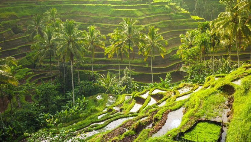 Tegalalang Rice Terraces (Photo Conde Nast Traveler) 5W1HINDONESIA.ID