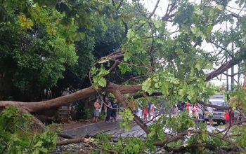 Pohon Kedondong Hutan tumbang akibat angin kencang di Jl. Rasuna Said (depan Swiss-Belhotel), Kelurahan Gulak Galik, Kecamatan Teluk Betung Utara, Bandar Lampung || Foto: Istimewa