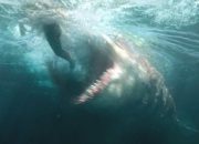 Sinopsis Film The Meg, Kembalinya Sang Megalodon
