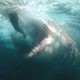 Sinopsis Film The Meg (Photo IMDB) 5W1HINDONESIA.ID