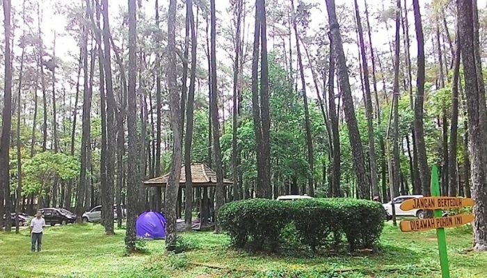 Taman Hutan Wisata Punti Kayu Palembang, Ternyata ada Hutan yang Sesejuk ini di Palembang