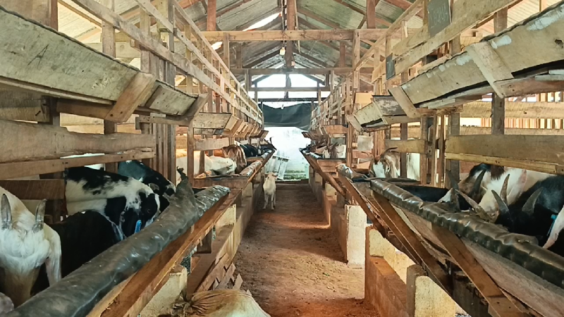 Peternakan Kambing Etawa Telaga Rizqy kota Metro, Lampung || Foto: 5W1HINDONESIA.ID