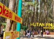 Hutan Pinus Mangunan Yogyakarta: Jam Buka, Rute, Harga Tiket Masuk & Daya Tariknya