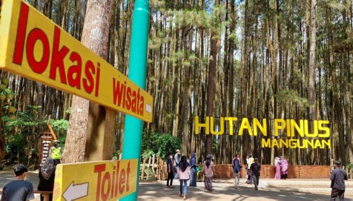 Hutan Pinus Mangunan Yogyakarta: Jam Buka, Rute, Harga Tiket Masuk & Daya Tariknya