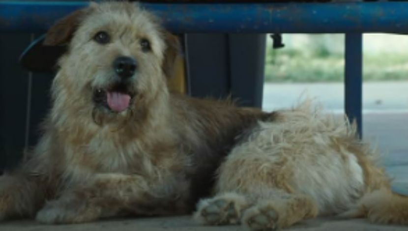 Sinopsis Film Arthur the King (Photo IMDB) 5W1HINDONESIA.ID