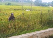 Seorang petani terlihat sedang memanen padinya yang sudah menguning di area persawahan Kecamatan Pekalongan, Kabupaten Lampung Timur, Rabu (26/2/2025). Kurangnya minat generasi muda terhadap sektor pertanian masih menjadi persoalan di Indonesia || Foto: 5w1hindonesia.id
