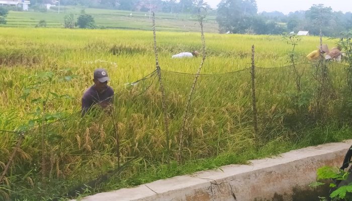 Pentingnya Regenerasi Petani Jaga Ketahanan Pangan Indonesia