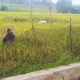 Seorang petani terlihat sedang memanen padinya yang sudah menguning di area persawahan Kecamatan Pekalongan, Kabupaten Lampung Timur, Rabu (26/2/2025). Kurangnya minat generasi muda terhadap sektor pertanian masih menjadi persoalan di Indonesia || Foto: 5w1hindonesia.id