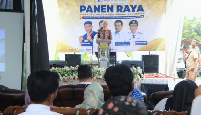 Wagub Lampung dan Wamendes PDT RI Panen Raya Jagung di Pesawaran