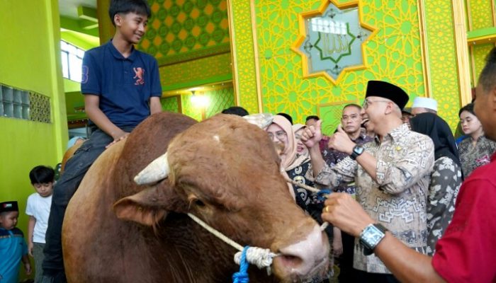 Gubernur Lampung Serahkan Bantuan Sapi Kurban dari Presiden RI