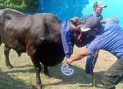 Jelang Idul Adha, Walikota Eva Dwiana Borong 93 Hewan Kurban untuk Warga Bandar Lampung