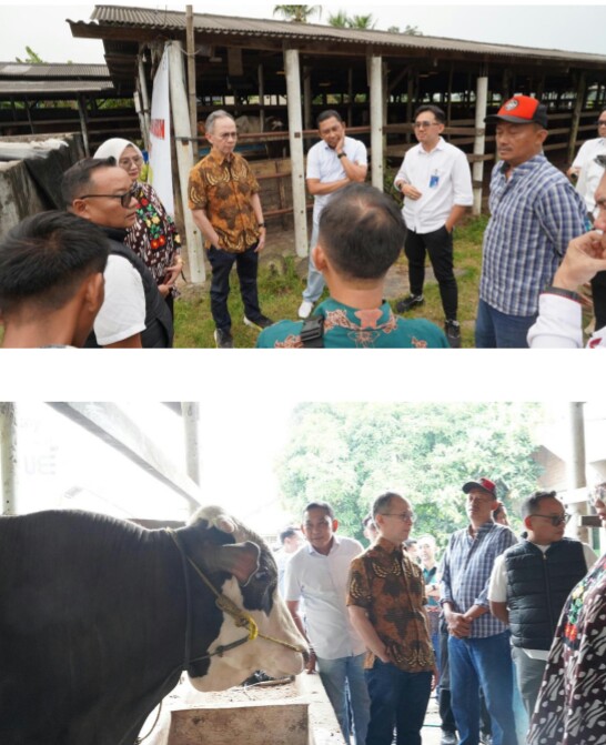 OJK mendorong penguatan ekosistem peternakan sapi dengan industri perbankan dan asuransi di Propinsi Lampung || Foto: OJK