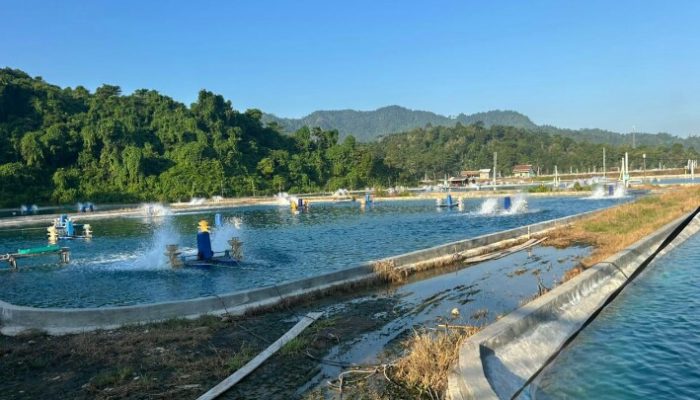 Jelang Hari Kesaktian Pancasila, PLN UP3 Pringsewu Sukses Nyalakan Listrik untuk Hilirisasi Pertanian dan Perikanan