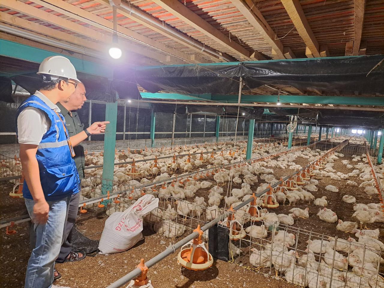 Kehadiran energi listrik yang andal dan terjangkau berdampak positif bagi daya beli masyarakat dan pertumbuhan ekonomi, salah satunya terhadap usaha pembibitan ayam di Muara Enim, Sumatra Selatan || Foto: PLN