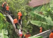 Pohon BesarTumbang Timpa Sekolah di Bandar Lampung, 2 Ruangan Rusak!