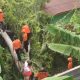 Pohon tumbang di SD Pecoh Raya || Foto: Dok. BPBD Bandar Lampung