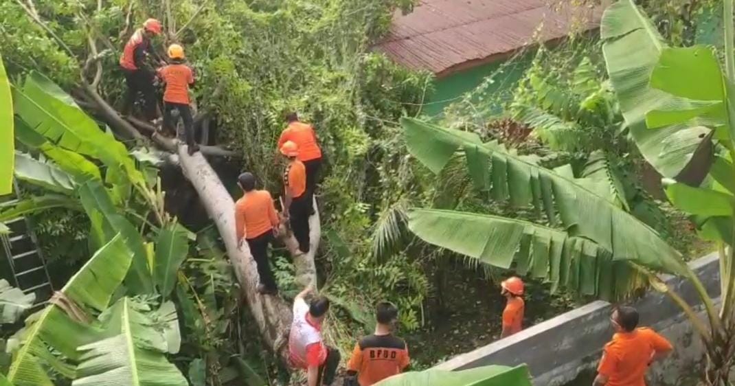 Pohon tumbang di SD Pecoh Raya || Foto: Dok. BPBD Bandar Lampung