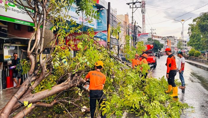 Ngeri! Pohon Diameter 40 Cm Tiba-Tiba Roboh Timbun Kabel Listrik di Bandar Lampung