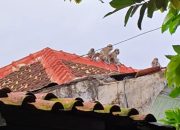 Belasan Monyet Hutan Kera Bandar Lampung Serbu Atap Rumah Warga Pahoman
